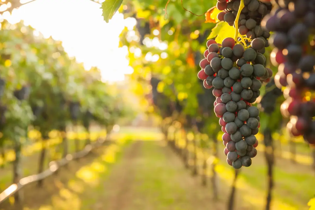 Vendemmia - foto di Lukasz Szwaj Vetrina toscana, un viaggio nel gusto della tradizione